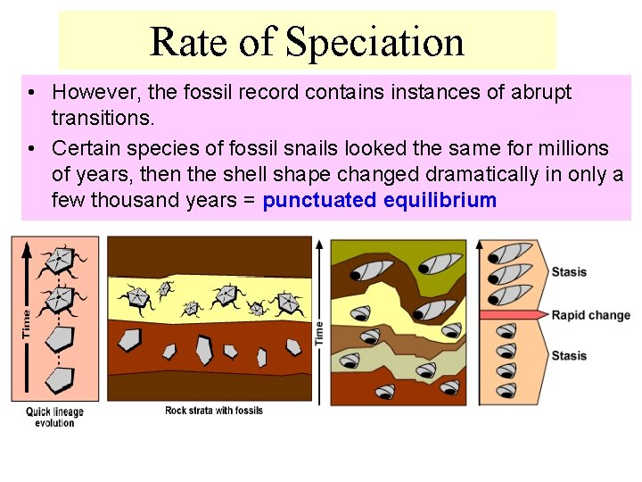 Rate of Speciation • However, the fossil record contains instances of abrupt transitions. •