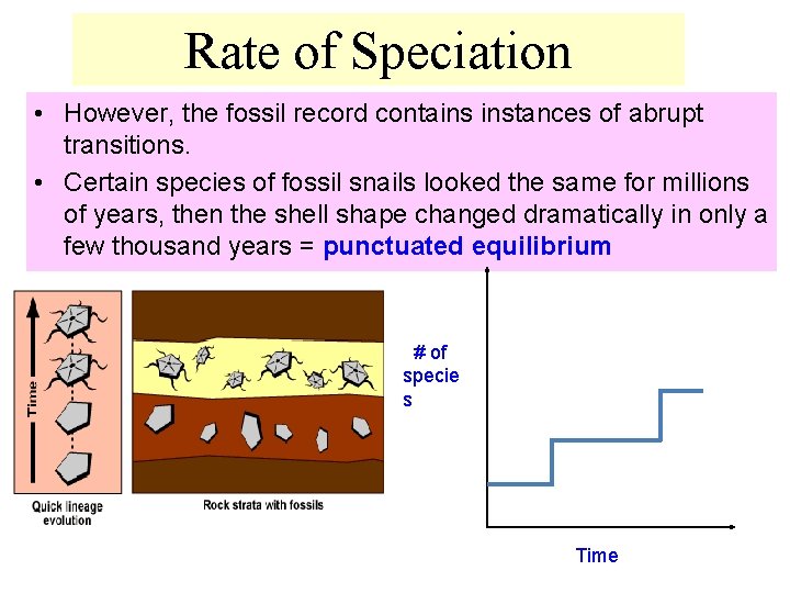 Rate of Speciation • However, the fossil record contains instances of abrupt transitions. •