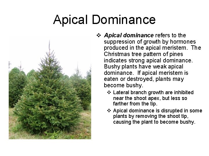 Apical Dominance v Apical dominance refers to the suppression of growth by hormones produced Apical Dominance v Apical dominance refers to the suppression of growth by hormones produced