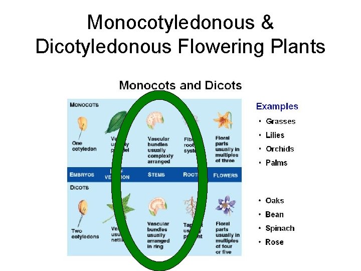 Monocotyledonous & Dicotyledonous Flowering Plants Monocotyledonous & Dicotyledonous Flowering Plants