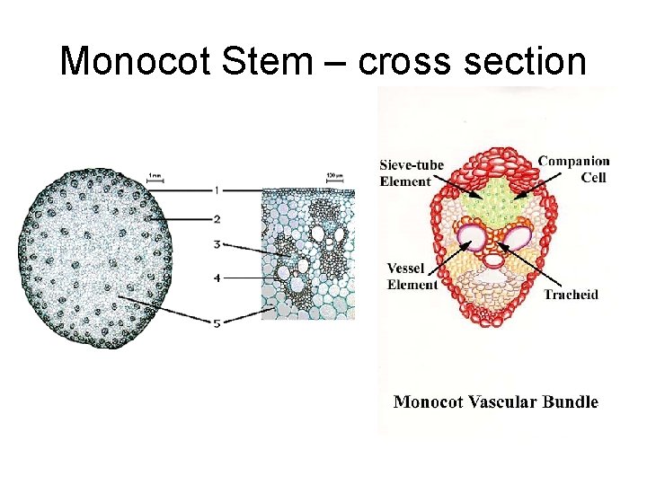 Monocot Stem – cross section Monocot Stem – cross section