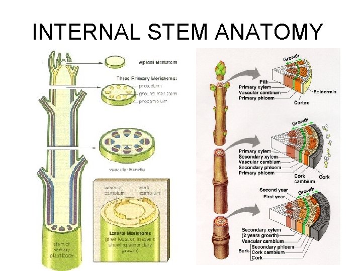 INTERNAL STEM ANATOMY INTERNAL STEM ANATOMY