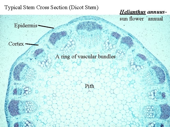 Typical Stem Cross Section (Dicot Stem) Epidermis Cortex A ring of vascular bundles Pith Typical Stem Cross Section (Dicot Stem) Epidermis Cortex A ring of vascular bundles Pith