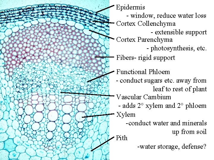 Epidermis - window, reduce water loss Cortex Collenchyma - extensible support Cortex Parenchyma - Epidermis - window, reduce water loss Cortex Collenchyma - extensible support Cortex Parenchyma -