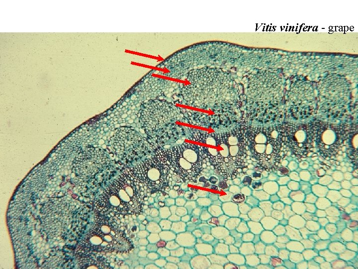Vitis vinifera - grape Vitis vinifera - grape