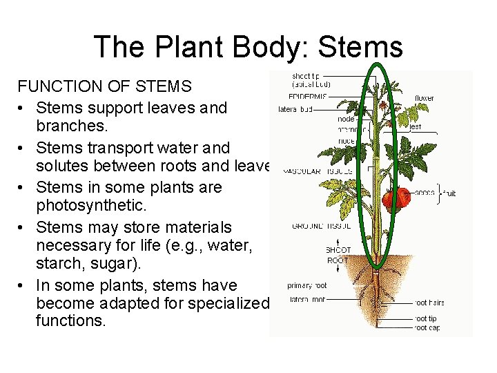 The Plant Body: Stems FUNCTION OF STEMS • Stems support leaves and branches. • The Plant Body: Stems FUNCTION OF STEMS • Stems support leaves and branches. •