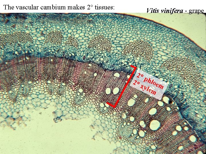 The vascular cambium makes 2° tissues: Vitis vinifera - grape 2° p 2° hloem The vascular cambium makes 2° tissues: Vitis vinifera - grape 2° p 2° hloem
