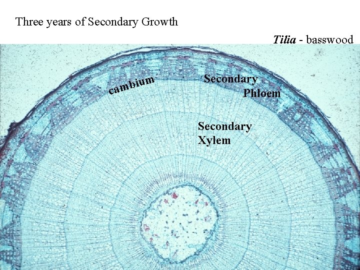 Three years of Secondary Growth Tilia - basswood ium b m ca Secondary Phloem Three years of Secondary Growth Tilia - basswood ium b m ca Secondary Phloem