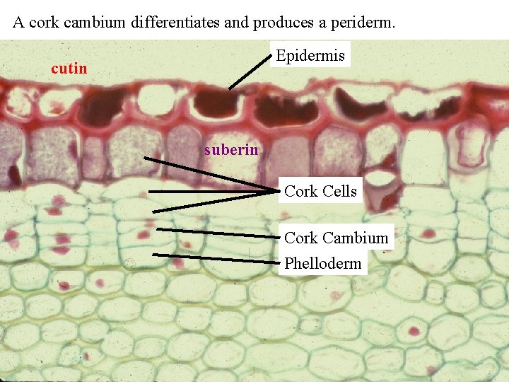 A cork cambium differentiates and produces a periderm. Epidermis cutin suberin Cork Cells Cork A cork cambium differentiates and produces a periderm. Epidermis cutin suberin Cork Cells Cork