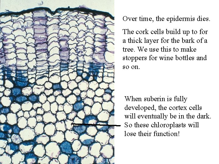 Over time, the epidermis dies. The cork cells build up to for a thick Over time, the epidermis dies. The cork cells build up to for a thick