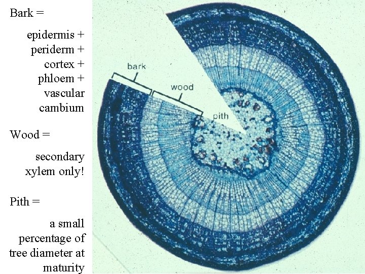 Bark = epidermis + periderm + cortex + phloem + vascular cambium Wood = Bark = epidermis + periderm + cortex + phloem + vascular cambium Wood =