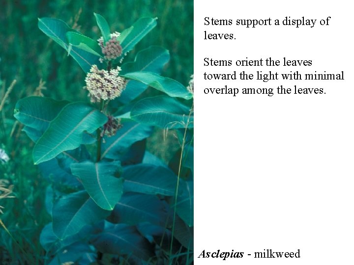 Stems support a display of leaves. Stems orient the leaves toward the light with Stems support a display of leaves. Stems orient the leaves toward the light with