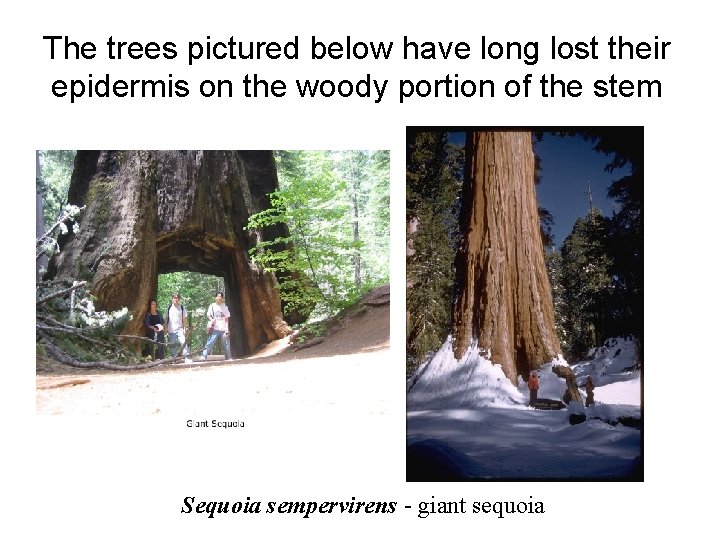 The trees pictured below have long lost their epidermis on the woody portion of The trees pictured below have long lost their epidermis on the woody portion of