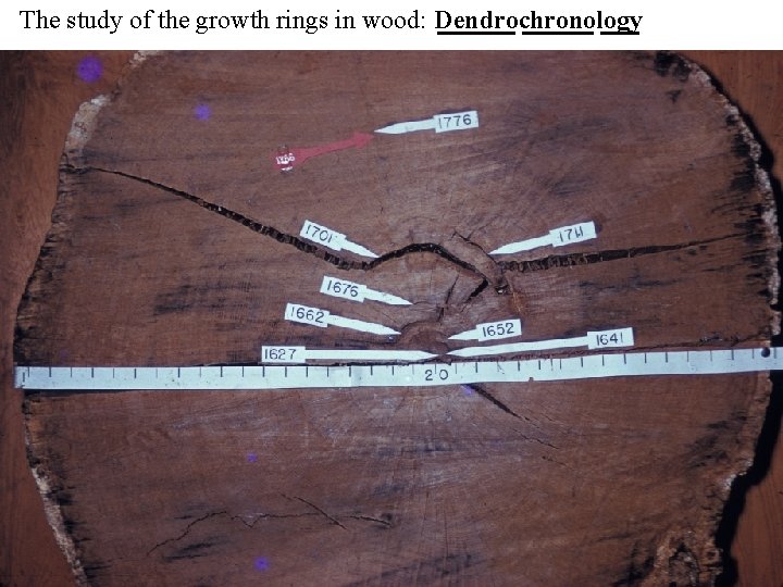 The study of the growth rings in wood: Dendrochronology The study of the growth rings in wood: Dendrochronology