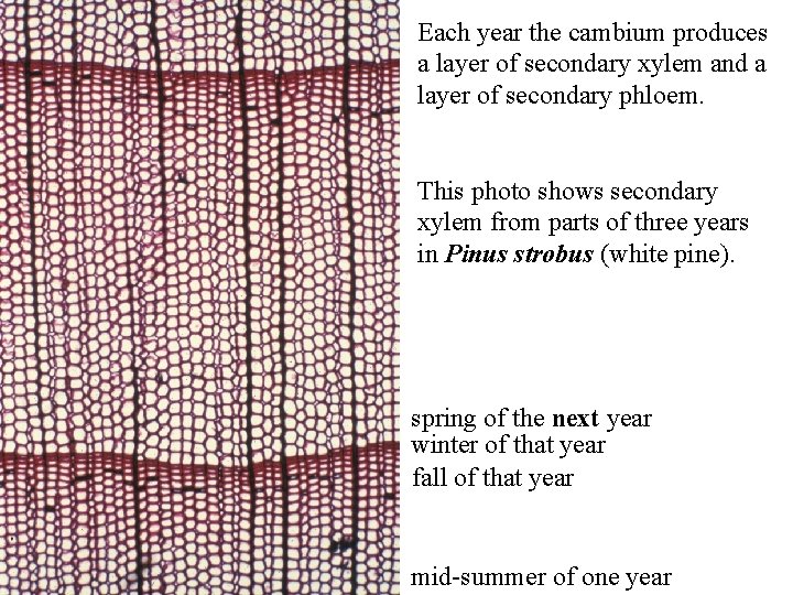 Each year the cambium produces a layer of secondary xylem and a layer of Each year the cambium produces a layer of secondary xylem and a layer of