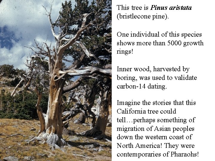This tree is Pinus aristata (bristlecone pine). One individual of this species shows more This tree is Pinus aristata (bristlecone pine). One individual of this species shows more