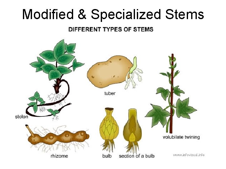 Modified & Specialized Stems Modified & Specialized Stems