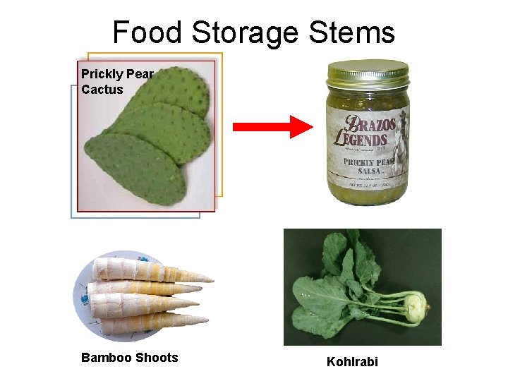 Food Storage Stems Prickly Pear Cactus Bamboo Shoots Kohlrabi Food Storage Stems Prickly Pear Cactus Bamboo Shoots Kohlrabi