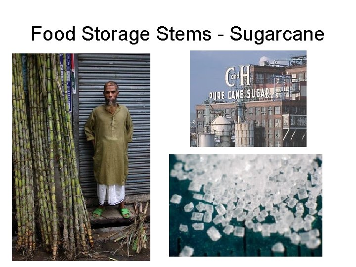 Food Storage Stems - Sugarcane Food Storage Stems - Sugarcane