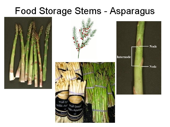 Food Storage Stems - Asparagus Food Storage Stems - Asparagus
