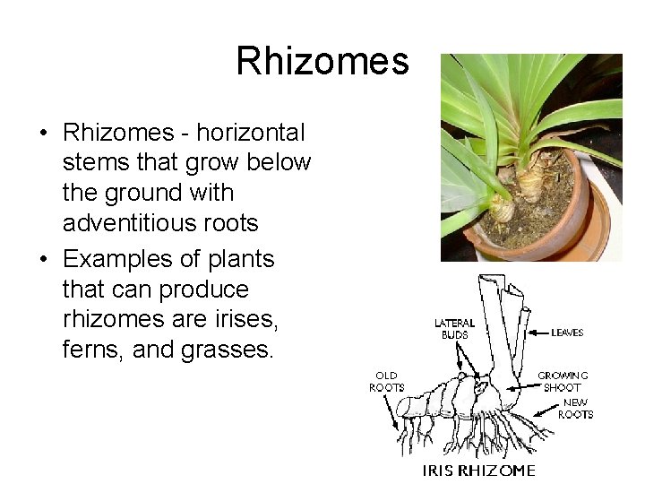 Rhizomes • Rhizomes - horizontal stems that grow below the ground with adventitious roots Rhizomes • Rhizomes - horizontal stems that grow below the ground with adventitious roots