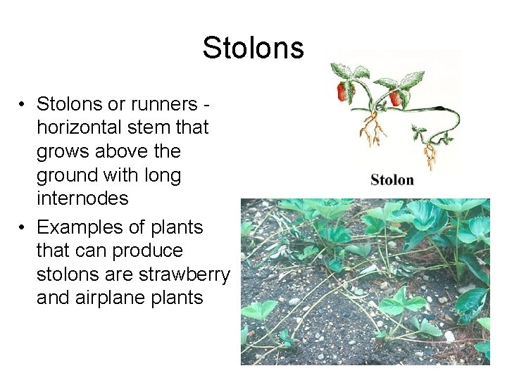 Stolons • Stolons or runners - horizontal stem that grows above the ground with Stolons • Stolons or runners - horizontal stem that grows above the ground with