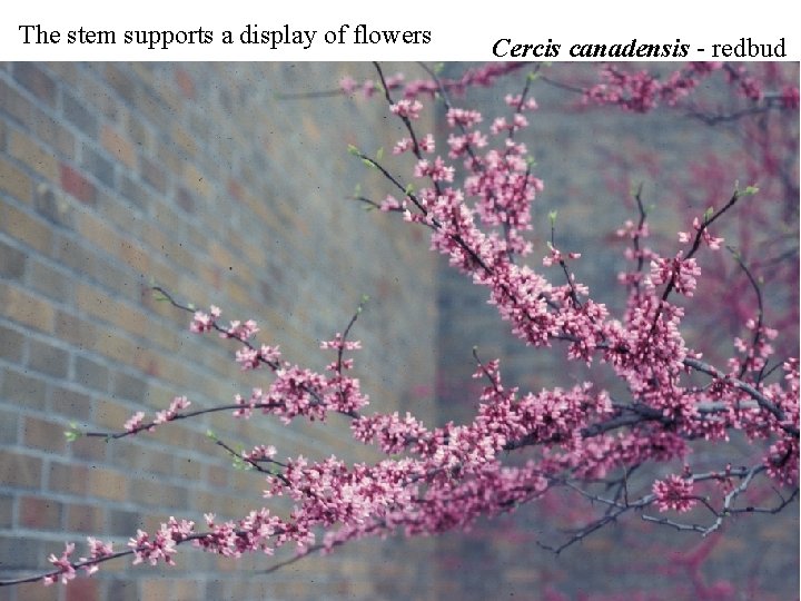 The stem supports a display of flowers Cercis canadensis - redbud The stem supports a display of flowers Cercis canadensis - redbud