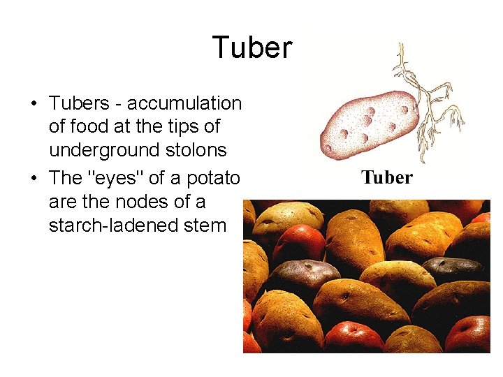Tuber • Tubers - accumulation of food at the tips of underground stolons • Tuber • Tubers - accumulation of food at the tips of underground stolons •