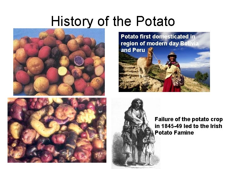 History of the Potato first domesticated in region of modern day Bolivia and Peru History of the Potato first domesticated in region of modern day Bolivia and Peru