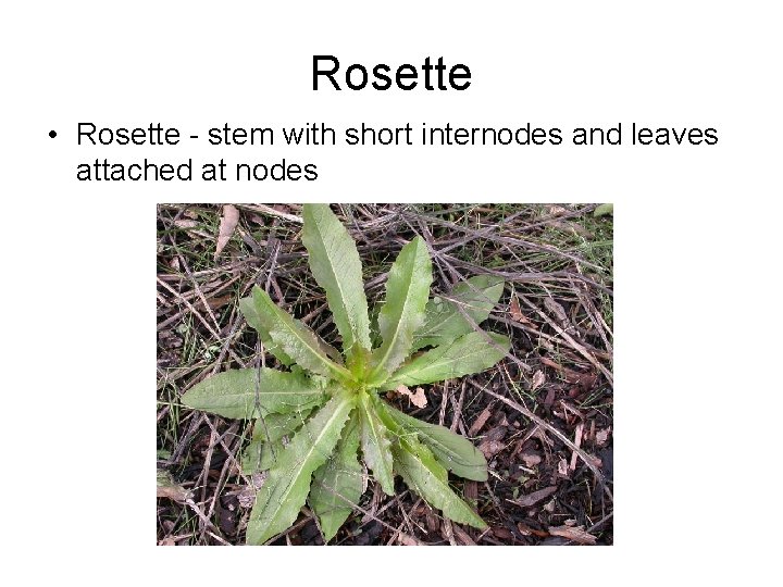 Rosette • Rosette - stem with short internodes and leaves attached at nodes Rosette • Rosette - stem with short internodes and leaves attached at nodes