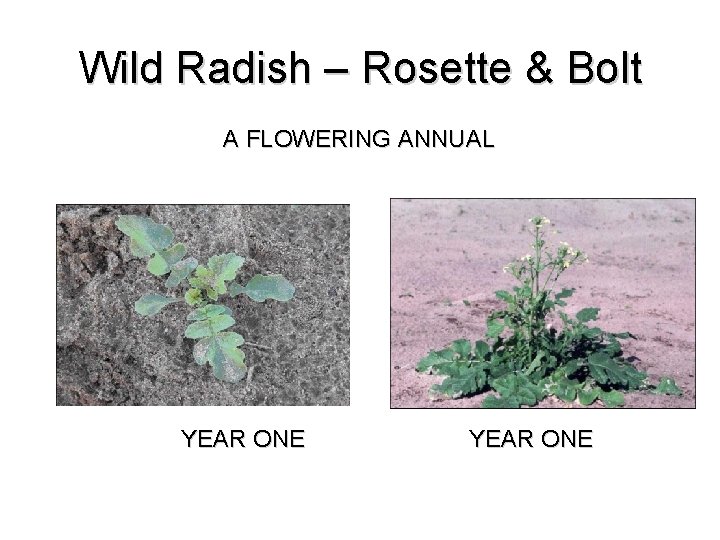 Wild Radish – Rosette & Bolt A FLOWERING ANNUAL YEAR ONE Wild Radish – Rosette & Bolt A FLOWERING ANNUAL YEAR ONE