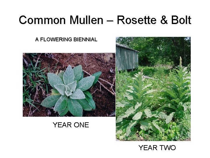 Common Mullen – Rosette & Bolt A FLOWERING BIENNIAL YEAR ONE YEAR TWO Common Mullen – Rosette & Bolt A FLOWERING BIENNIAL YEAR ONE YEAR TWO