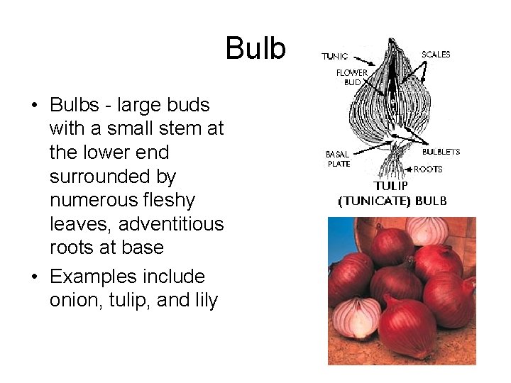 Bulb • Bulbs - large buds with a small stem at the lower end Bulb • Bulbs - large buds with a small stem at the lower end