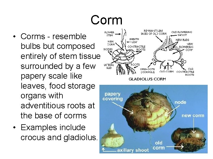 Corm • Corms - resemble bulbs but composed entirely of stem tissue surrounded by Corm • Corms - resemble bulbs but composed entirely of stem tissue surrounded by