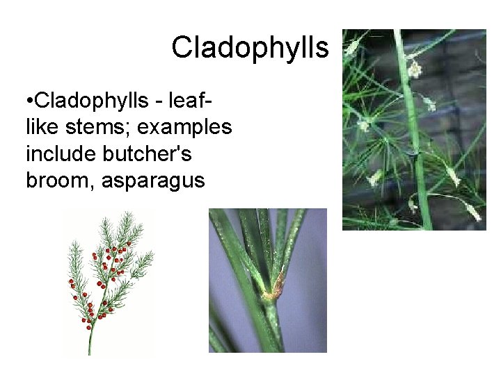 Cladophylls • Cladophylls - leaflike stems; examples include butcher's broom, asparagus Cladophylls • Cladophylls - leaflike stems; examples include butcher's broom, asparagus