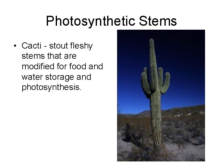Photosynthetic Stems • Cacti - stout fleshy stems that are modified for food and Photosynthetic Stems • Cacti - stout fleshy stems that are modified for food and