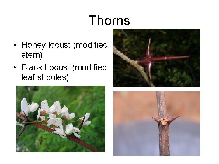 Thorns • Honey locust (modified stem) • Black Locust (modified leaf stipules) Thorns • Honey locust (modified stem) • Black Locust (modified leaf stipules)