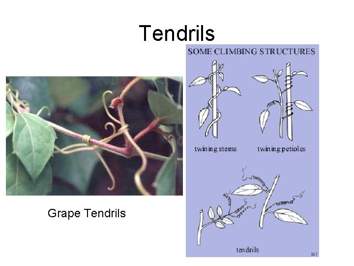 Tendrils Grape Tendrils Tendrils Grape Tendrils
