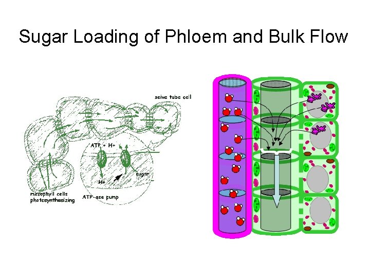 Sugar Loading of Phloem and Bulk Flow Sugar Loading of Phloem and Bulk Flow