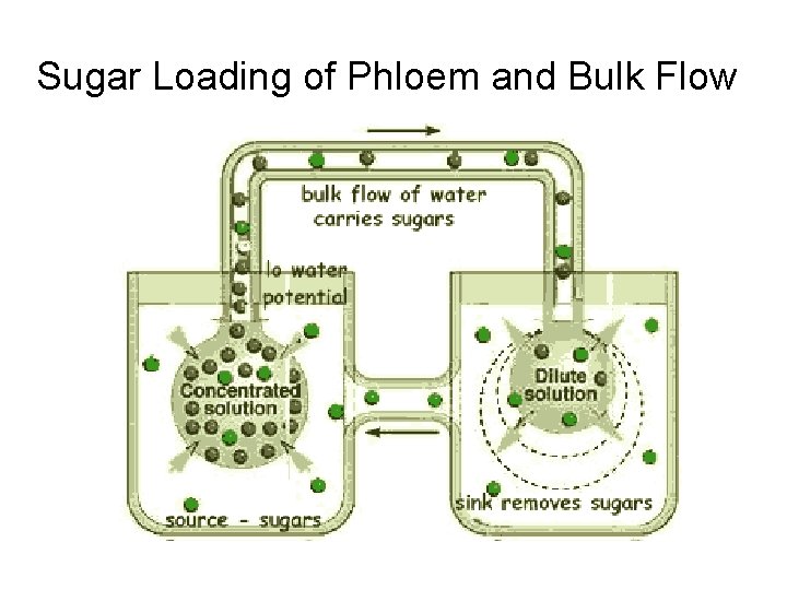 Sugar Loading of Phloem and Bulk Flow Sugar Loading of Phloem and Bulk Flow