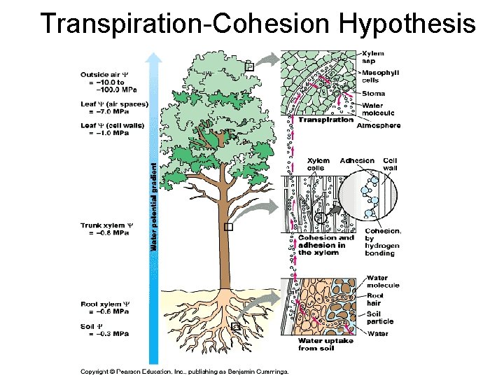 Transpiration-Cohesion Hypothesis for Water Movement Transpiration-Cohesion Hypothesis for Water Movement