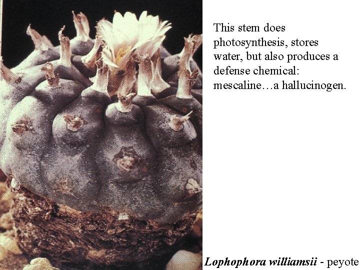 This stem does photosynthesis, stores water, but also produces a defense chemical: mescaline…a hallucinogen. This stem does photosynthesis, stores water, but also produces a defense chemical: mescaline…a hallucinogen.