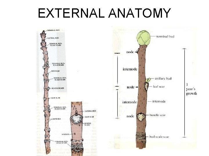 EXTERNAL ANATOMY EXTERNAL ANATOMY