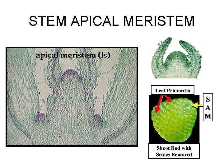 STEM APICAL MERISTEM STEM APICAL MERISTEM
