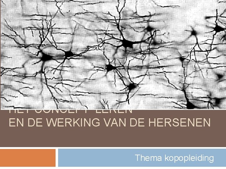 HET CONCEPT ‘LEREN’ EN DE WERKING VAN DE HERSENEN Thema kopopleiding 