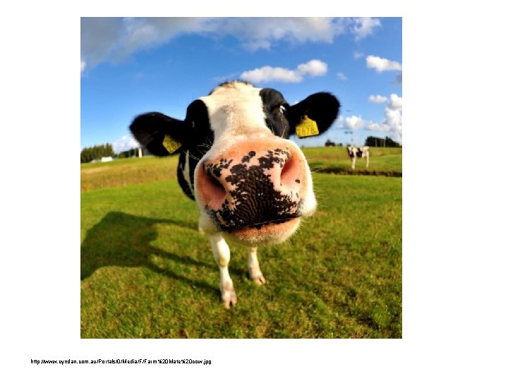 http: //www. cyndan. com. au/Portals/0/Media/F/Farm%20 Mate%20 cow. jpg 