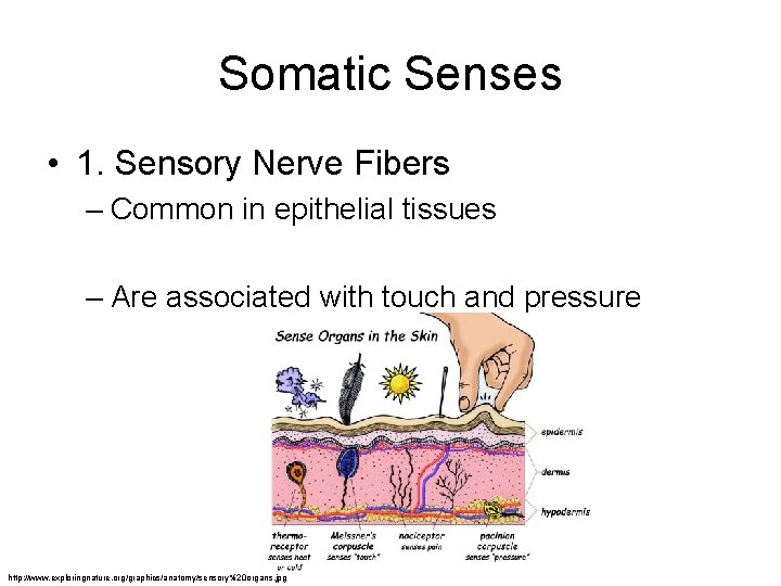 Somatic Senses • 1. Sensory Nerve Fibers – Common in epithelial tissues – Are