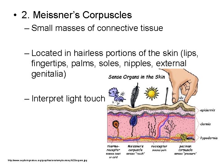  • 2. Meissner’s Corpuscles – Small masses of connective tissue – Located in