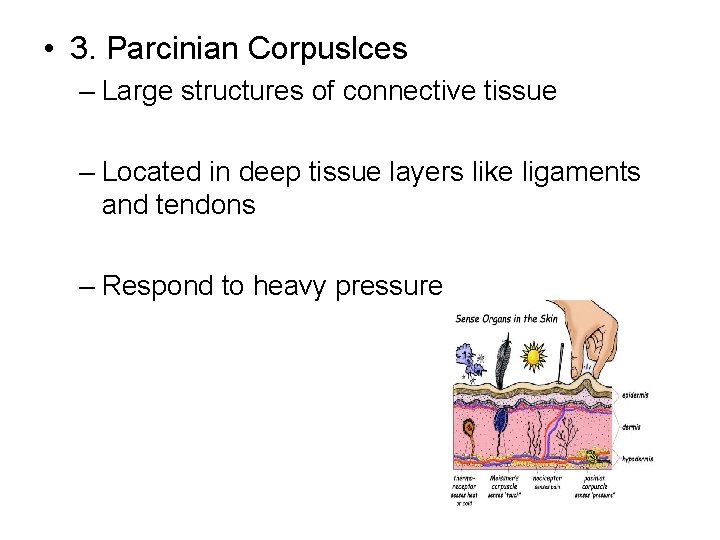  • 3. Parcinian Corpuslces – Large structures of connective tissue – Located in