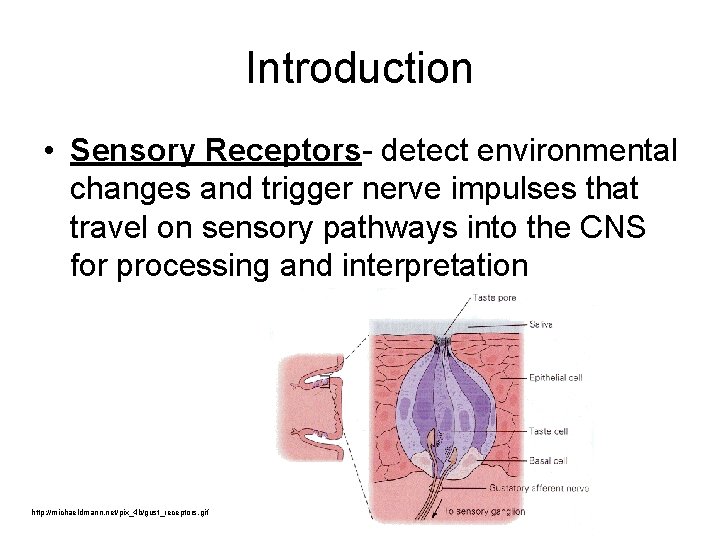 Introduction • Sensory Receptors- detect environmental changes and trigger nerve impulses that travel on